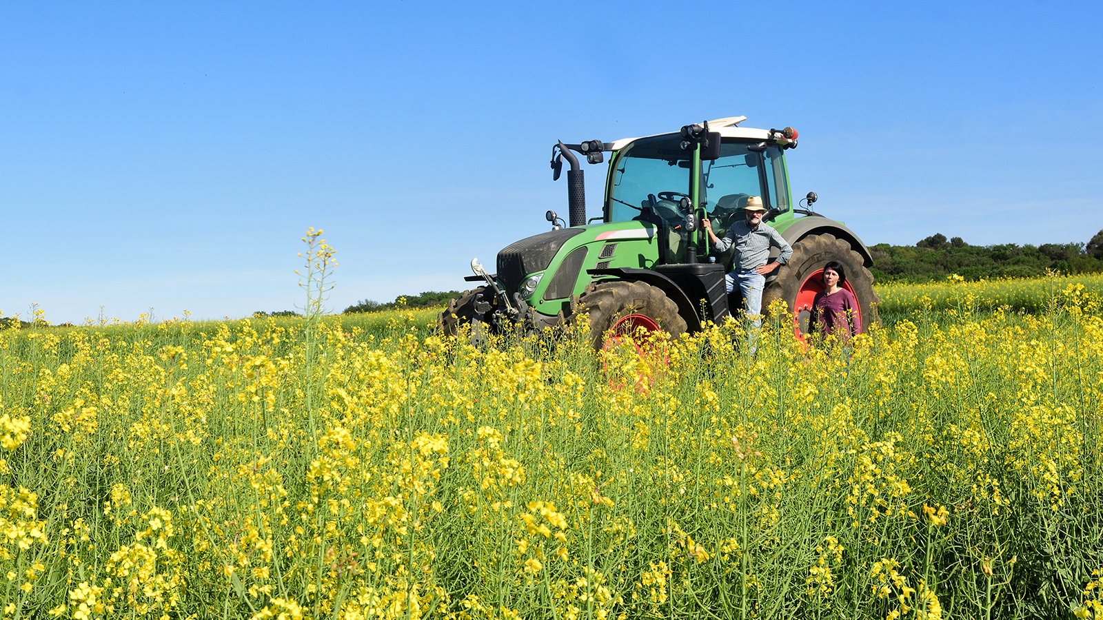 Agriculteur champ de colza