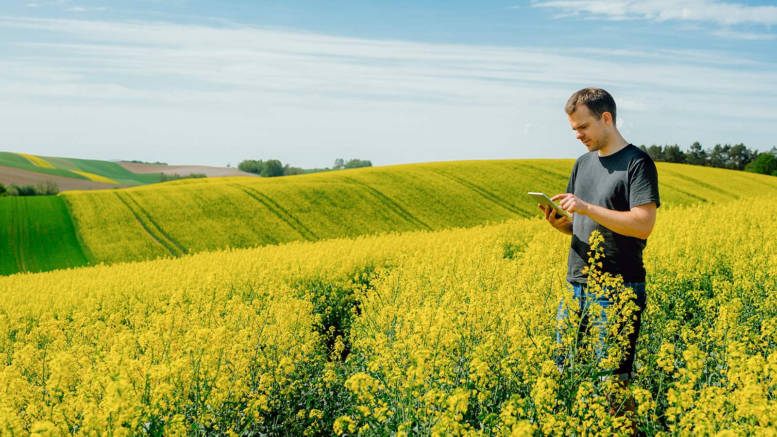 OleoZE colza bas GES ammonitrate Yara
