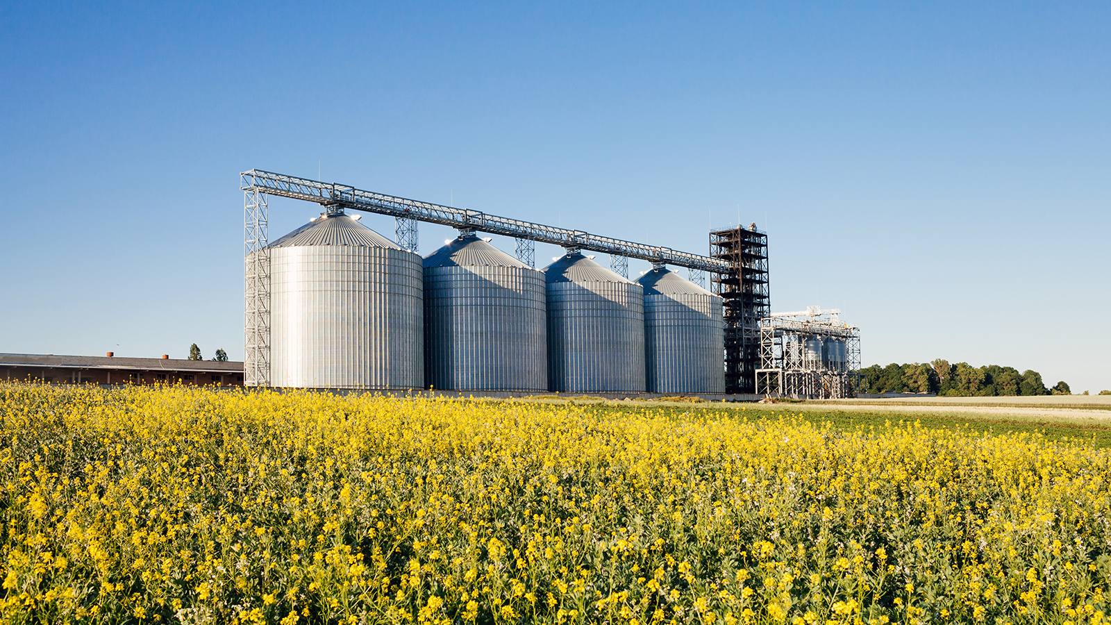 Stockage champ de colza