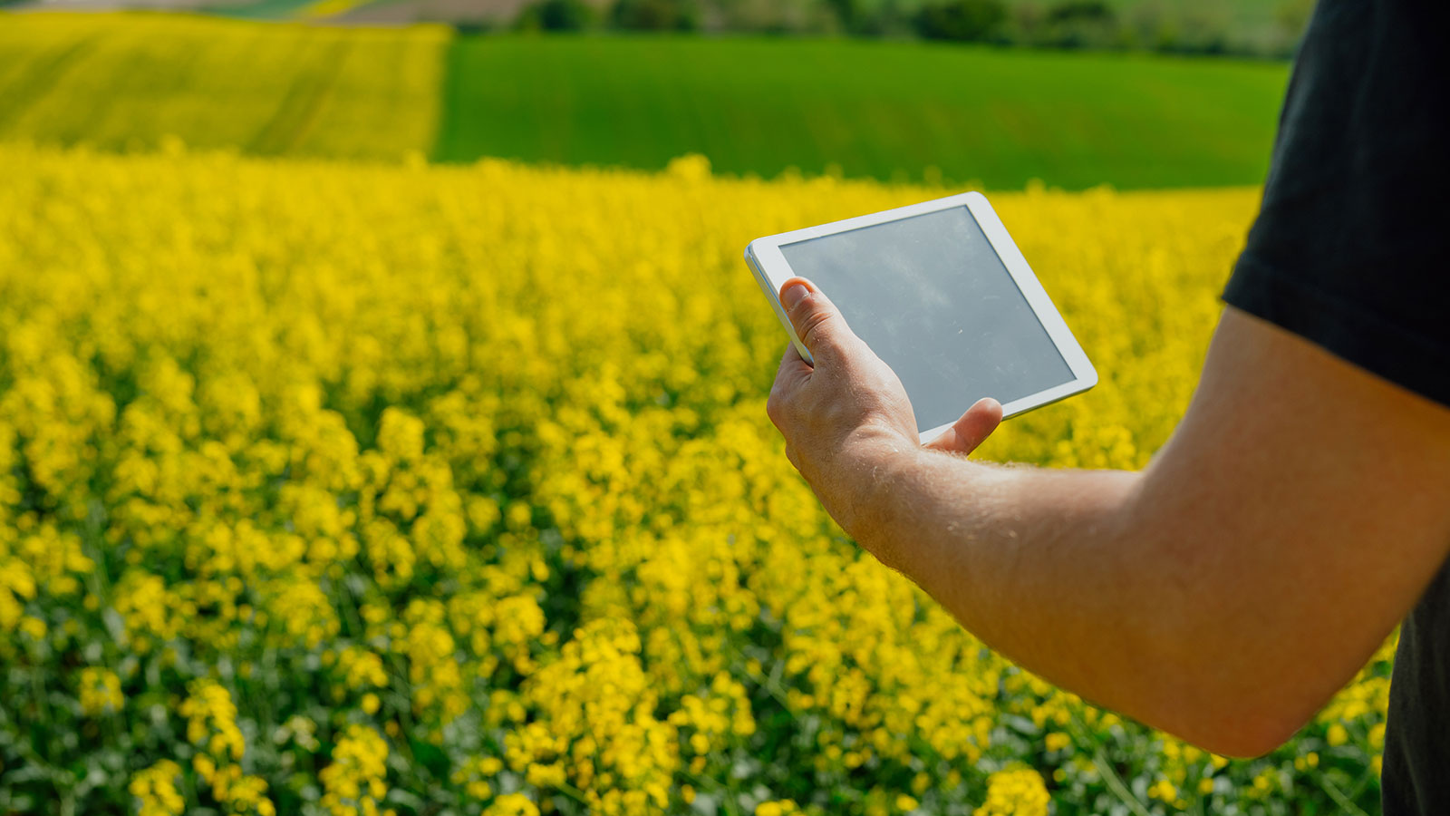 Agriculteur dans un champ de colza avec une tablette