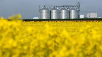 Axéréal commercialise son colza bas GES sur la plateforme Oleomarket de Saipol.