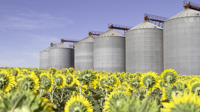 Champ de tournesol et silos 