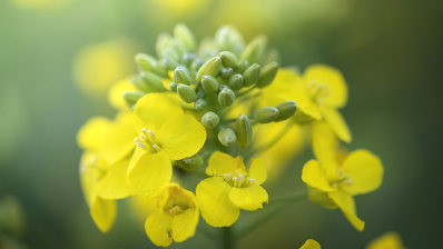 Le colza est la culture la plus performante en matière de stockage de carbone