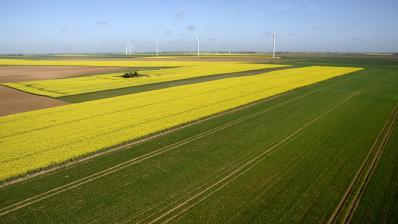 Champ de colza jaune.